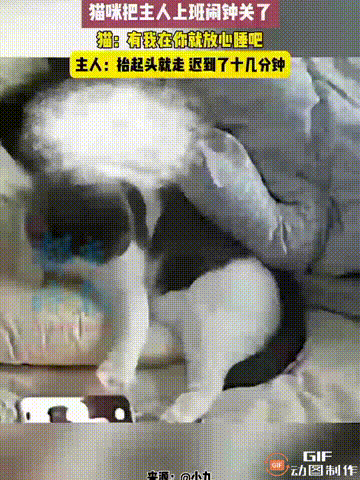 解释不清了！江苏一名女子睡前用手机设置了一个闹钟，谁料闹钟响起的时候，她养的小猫