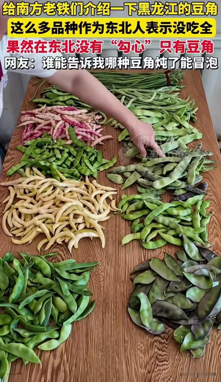 都说南方豆角叫豇豆，到了东北，统称全是豆角。往桌子上一摆，绿的、黄的、花的、