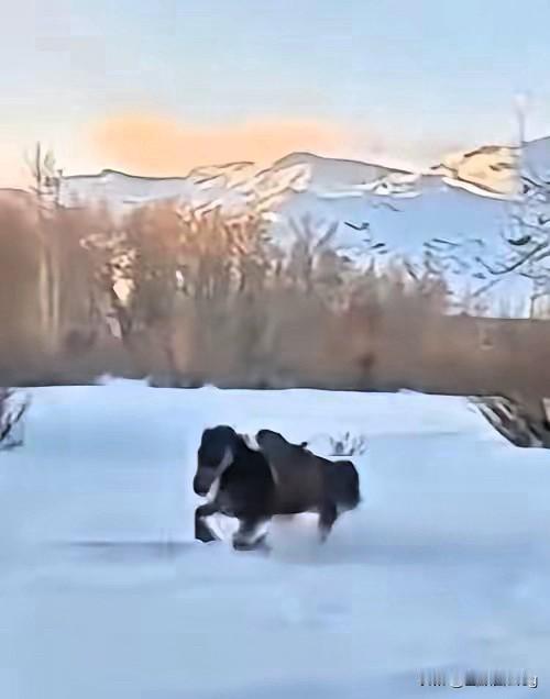 贺娇龙的悲剧，哪是“意外”那么简单！脚卡马镫被拖行、遭马蹄踩踏，这背后藏着的是安