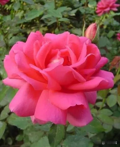 一花一世界，一叶一菩提。花开花落，皆是人生。“花”生喜事，所有浪漫都已在路上。