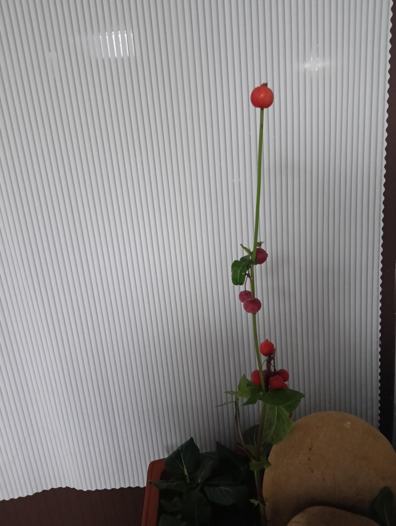 哪位大家认识这种植物？我是没辙了[捂脸哭][捂脸哭][捂脸哭]