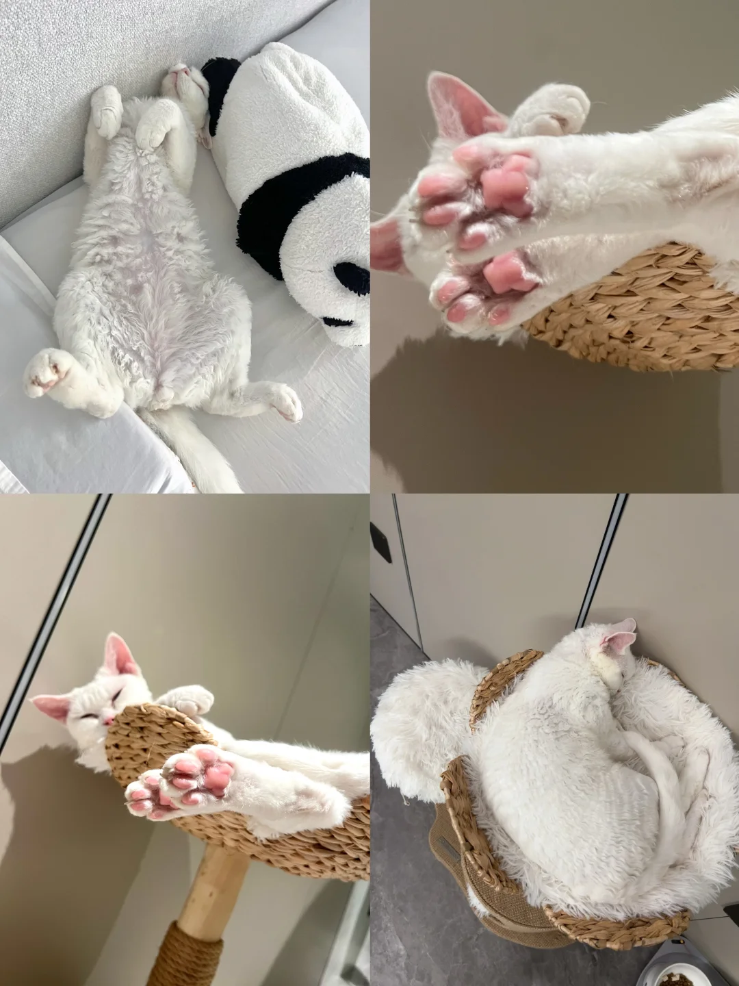 我看谁在说猫咪🐱脏