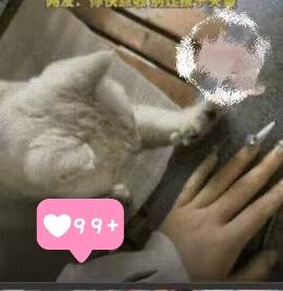 猫咪教主人“收爪子”的视频，看完心都化了！这不是萌，是宠物在用最笨拙的方式说“我