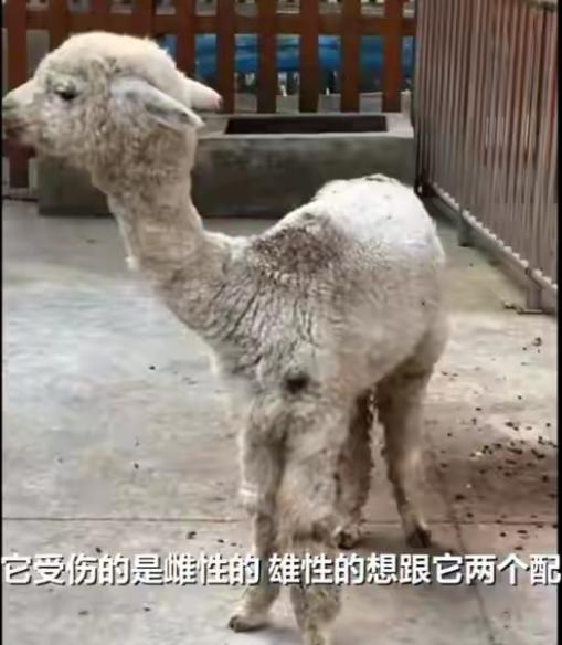 安徽蚌埠，某动物园的两只羊驼，雌羊驼拒绝交配，被公羊驼咬的满身是伤，饲养员没办法