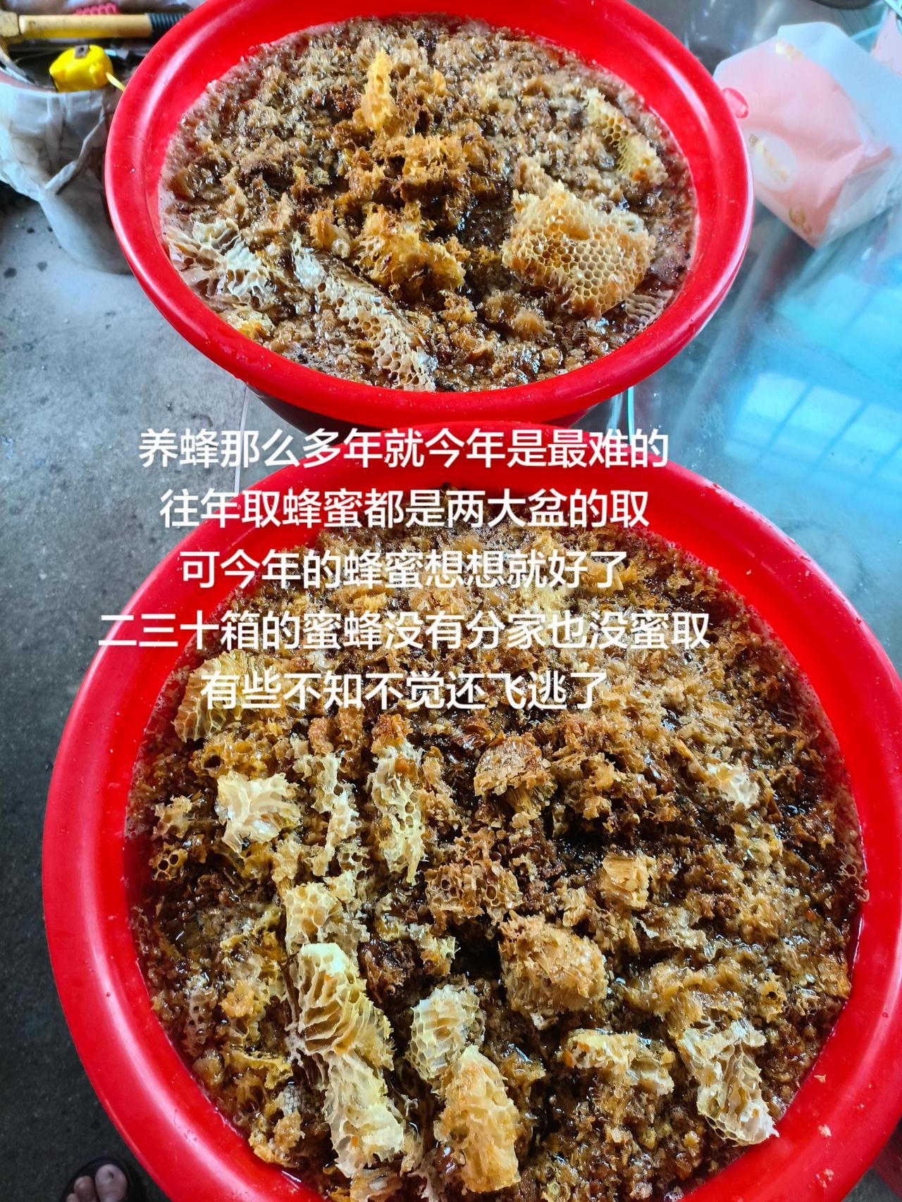 养蜂那么多年就今年是最难的往年取蜂蜜都是两大盆的取可今年的蜂蜜想想就好了二
