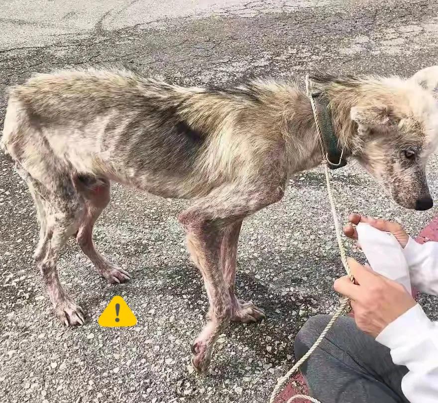 太可怜了吧!这天一位小哥哥和朋友去野外郊游,当他们来到目的地的时候,看到一只瘦骨