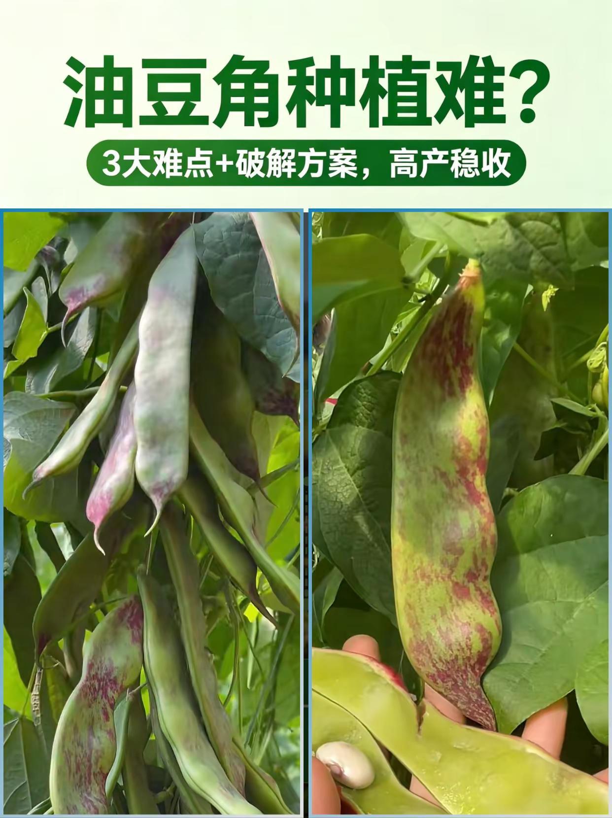 油豆角种植三大难点！。油豆角种植