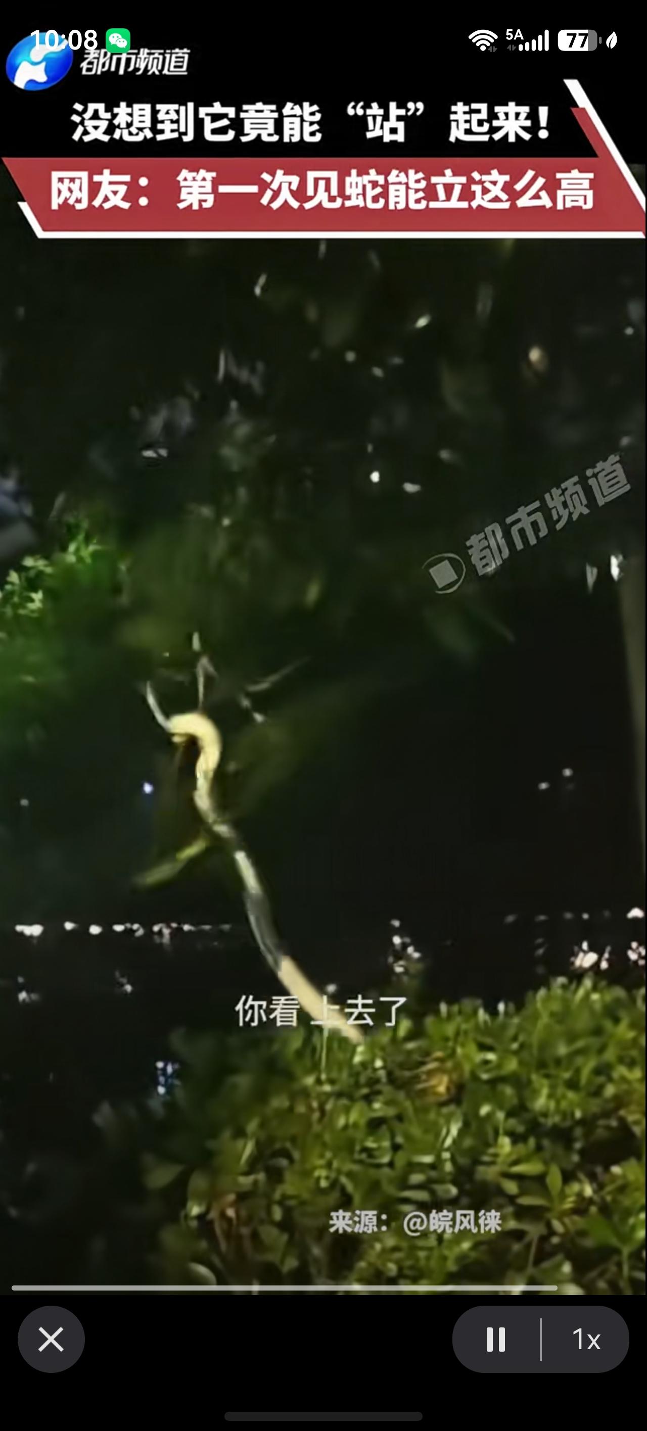 安徽网友遛弯看到蛇没想到它竟能“站”起来！而且爬树还挺快。网友：第一次见蛇