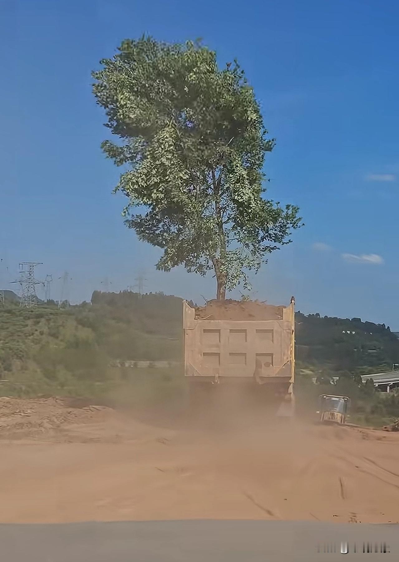 尘土飞扬间，一辆卡车拖着一棵树缓缓前行，像是在搬运一段生命的旅程。道路崎岖，却挡