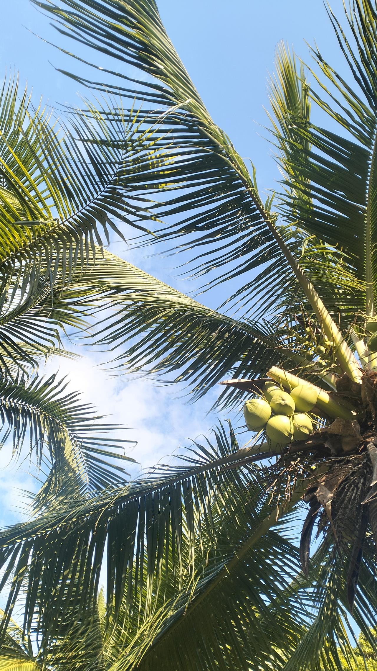 自驾海南之旅58——海南风光