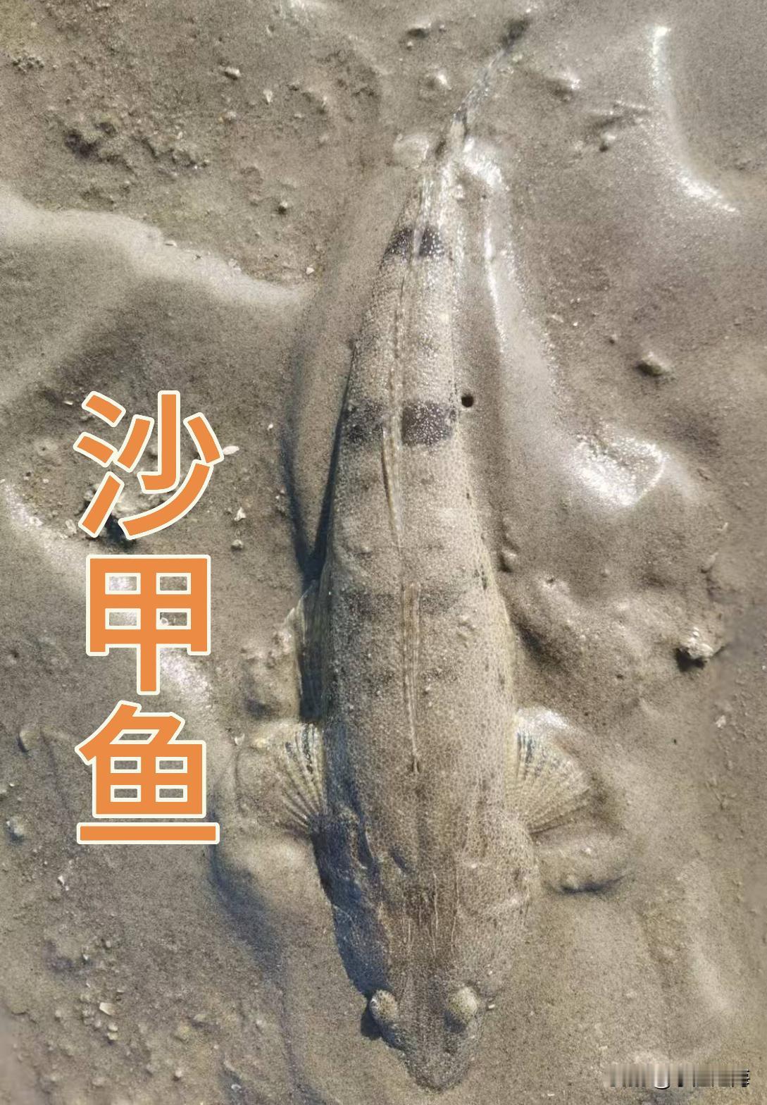 沙甲鱼探秘:海底的奇妙生物