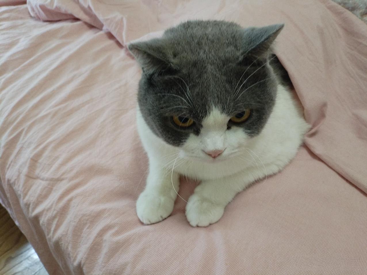 #发一张图片证明猫咪很可爱#喜欢钻被窝的雪球，它的粘人程度苗界无敌，而且还特别粘