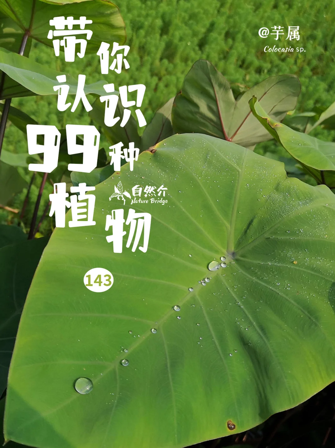 带你认识99种植物