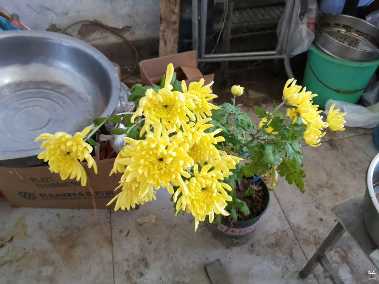 这盆菊花开的正好，可惜背景差了些。菊花秋日菊