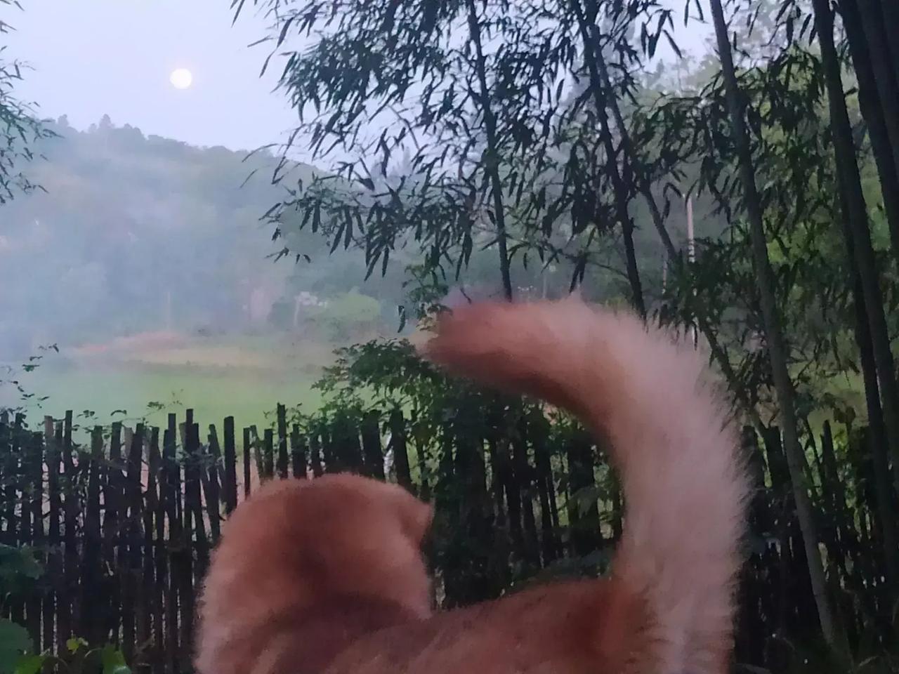 我的山居生活之——山中月夜傍晚，当最后一抹落日沉于远峰之后，屋对面的山头，一