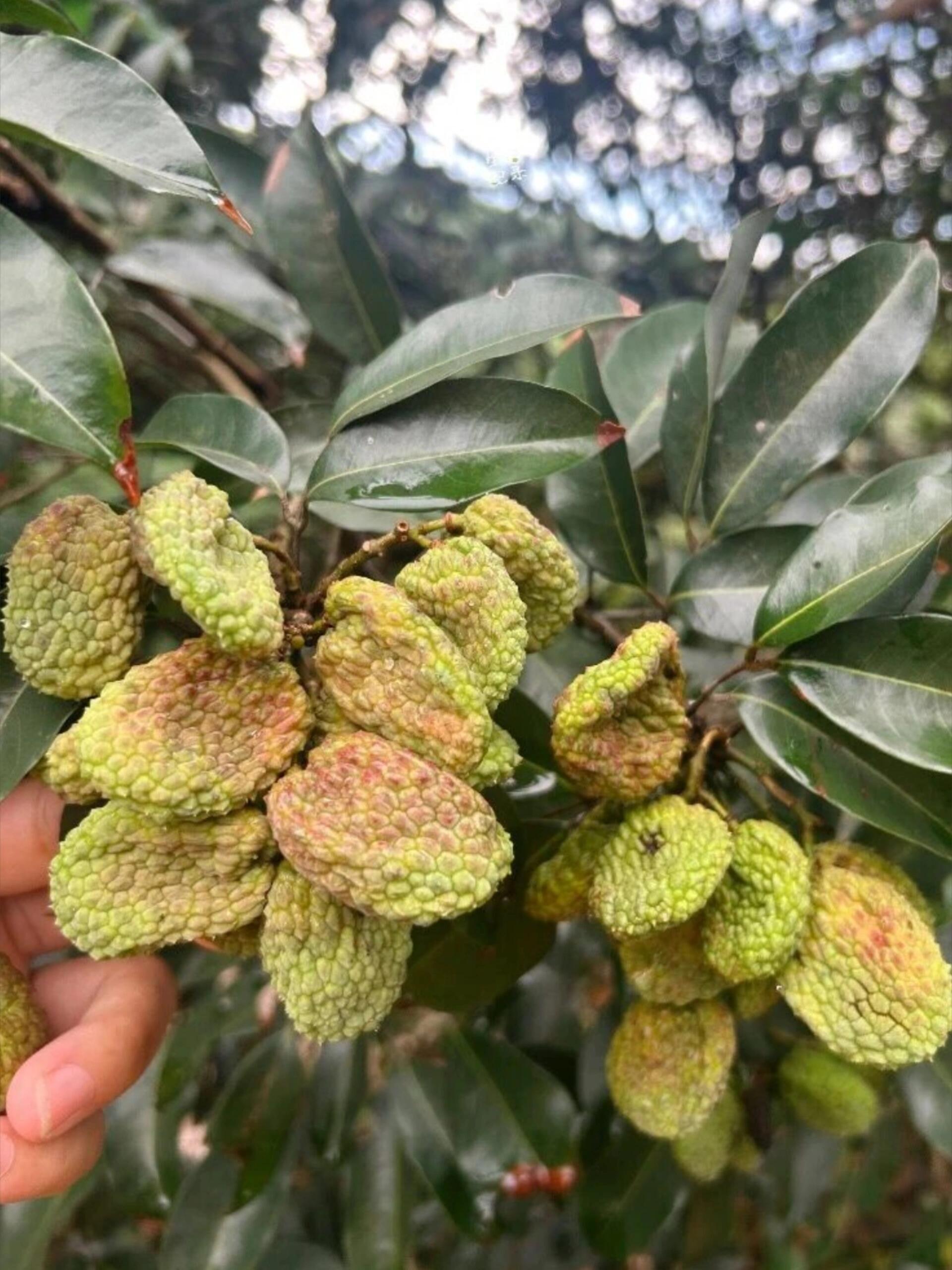 亲戚种的荔枝每颗都长了反骨