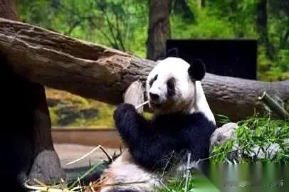 我问我妈：为啥日本饲养员非要跟着熊猫一起飞回来，不嫌麻烦吗？我妈放下手里的活