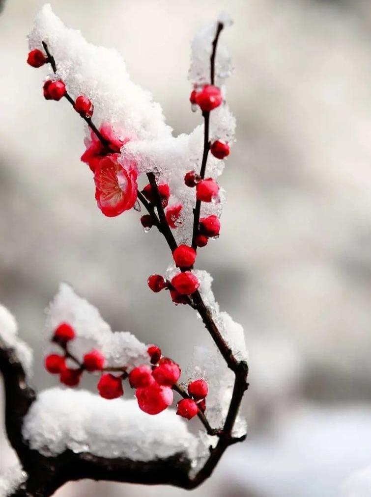 初雪观梅随意随心/赋雪里冰花附梅醉，晶莹剔透衬花蕊；褐枝落雪隐蒂翠，冰花