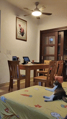 喵星人怎么会对人条件反射呢[墨镜]