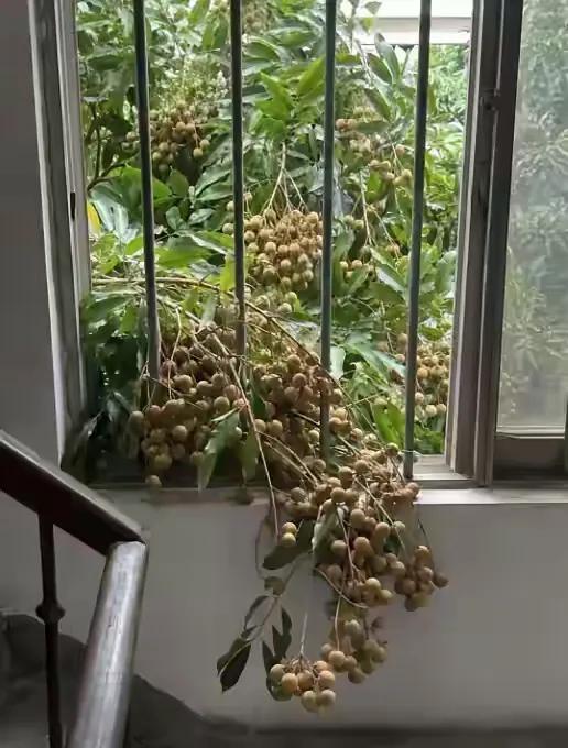 这龙眼长来红杏出墙了，摘点吃吃不算偷吧！主人应该是会理解的！