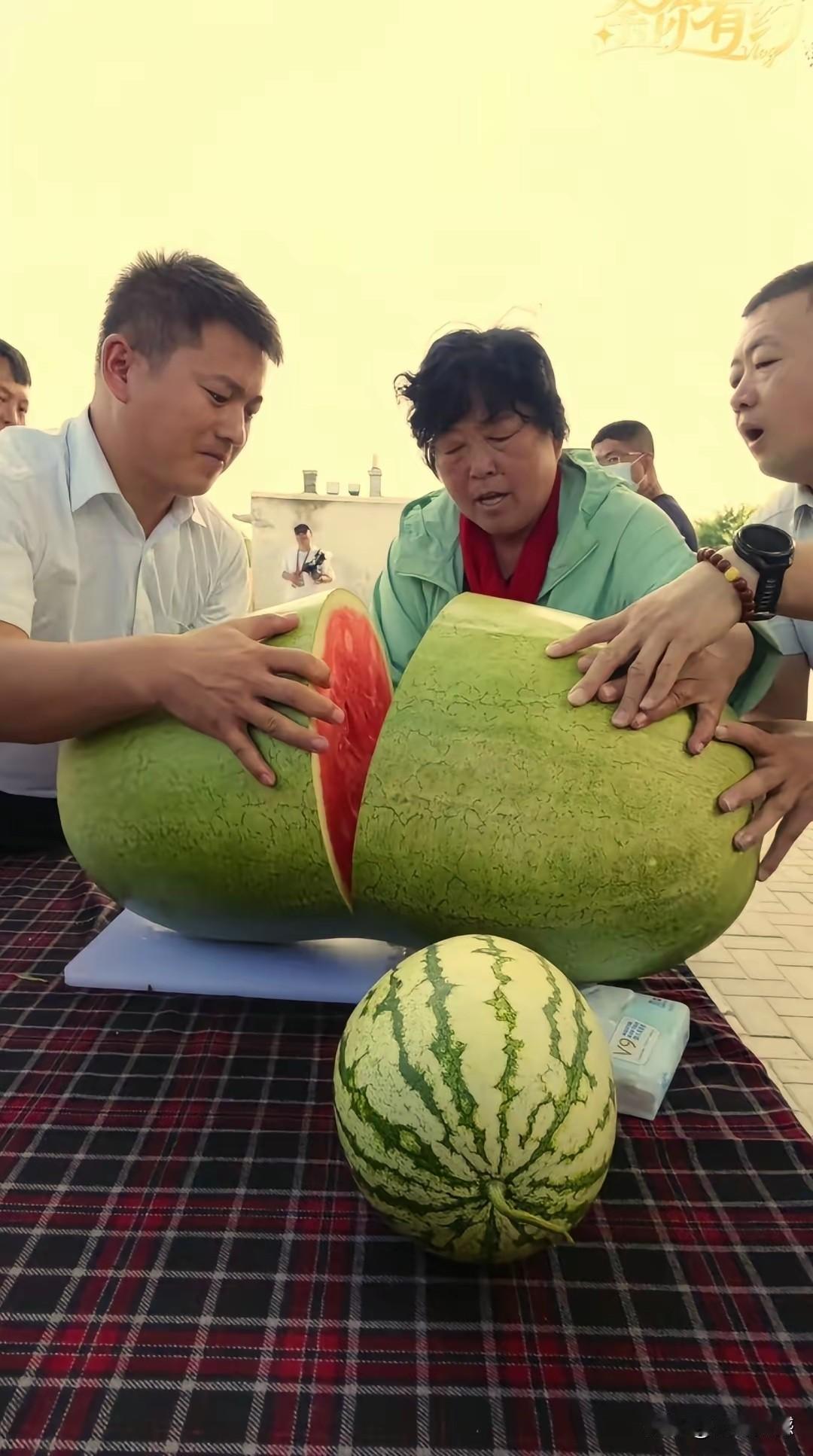 殷玉珍在沙漠里种出来的大西瓜，重达100多斤，西瓜瓤都起沙了，这西瓜肯定好吃，可