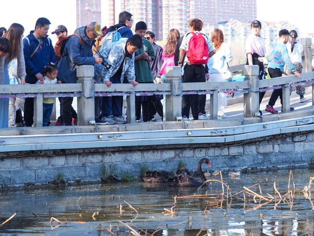 春日大明湖:黑天鹅家族亮相,五只“萌宝”吸睛无数