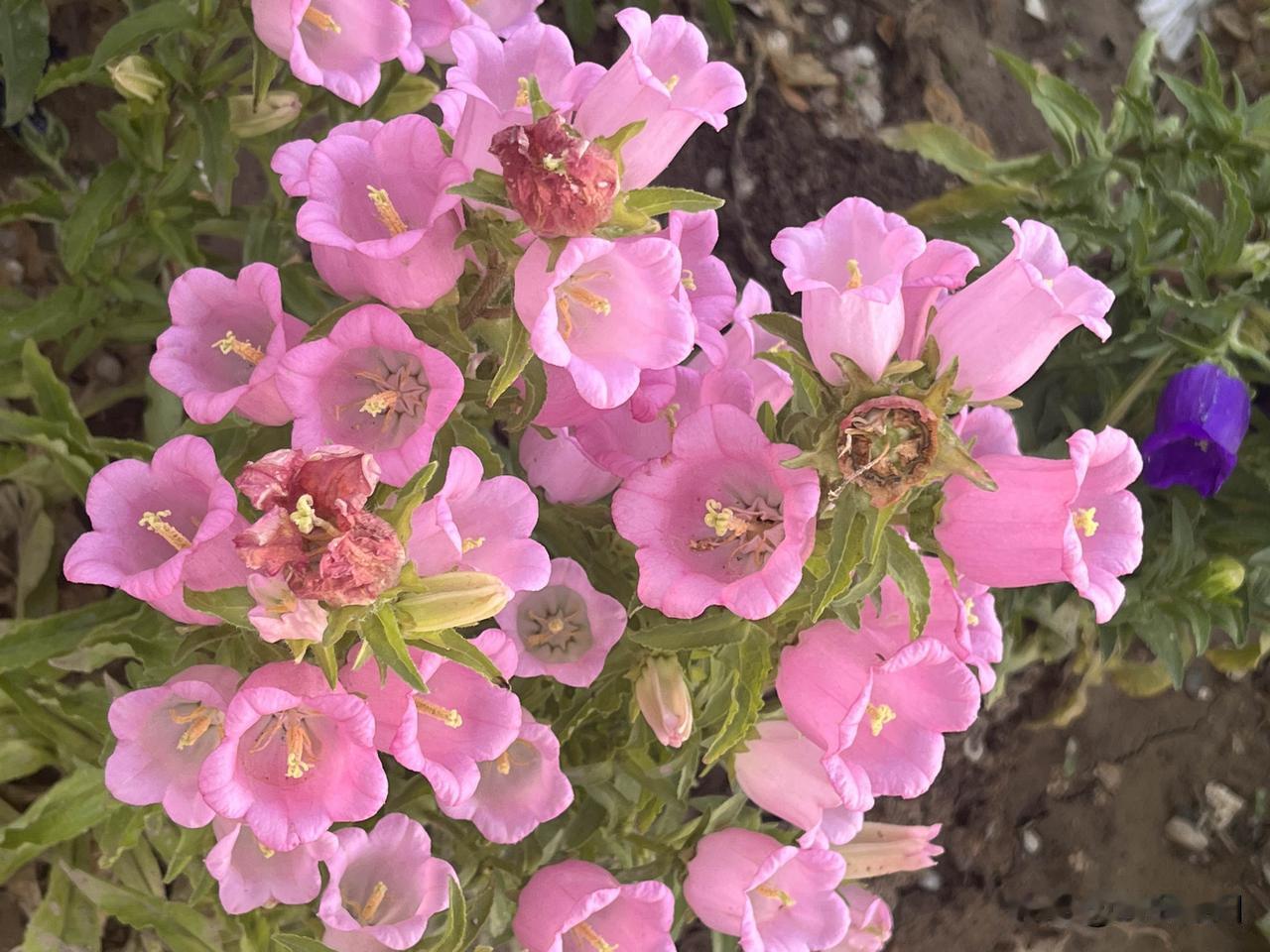 独倚时光一隅听清风几许看溪水潺潺云朵在空中慢慢舞蹈每一次变幻都是最诗意