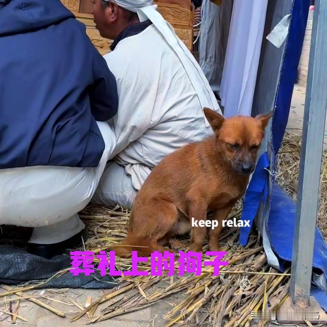 主人离世，在他的葬礼上，一只狗子躲在人们的身后，默默地掉着眼泪。狗子低垂着脑袋，