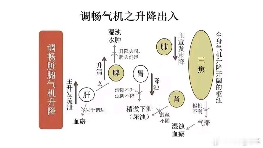 肺纳天元之气，肝蕴地脉之血，气血本乎脾胃中州。脾土左旋，斡旋生机，滋肝木以荣筋，