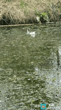 一只家养猫主动横渡小河的画面，彻底打破了很多人多年的固有认知，江苏一只猫咪的渡河