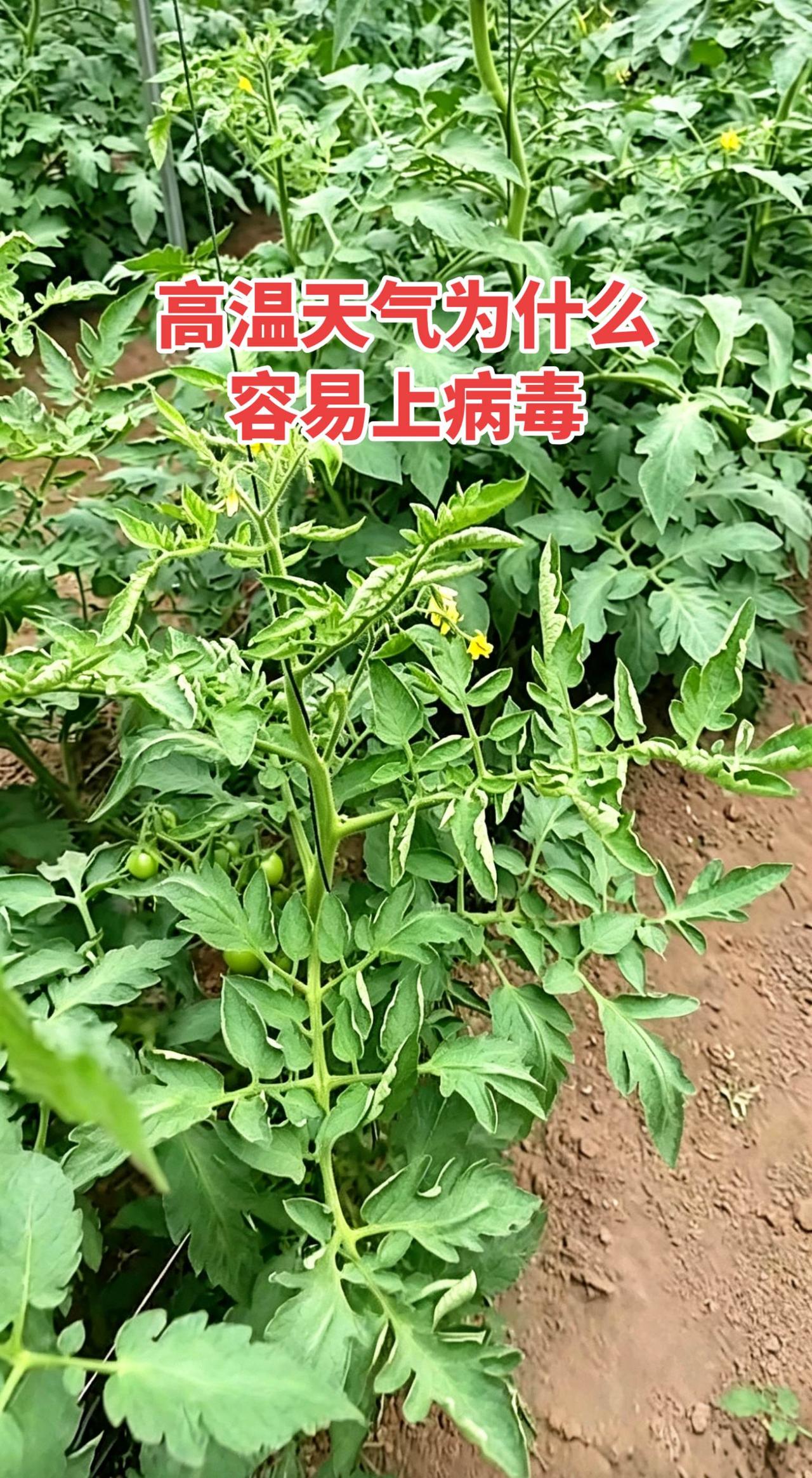 高温天气农作物为什么容易上病毒病分成两层讲，通俗易懂（农业实操角度）一、病毒本