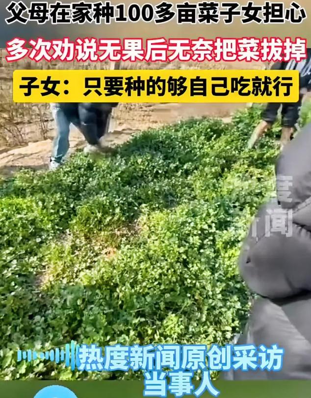 江西，女子带人把父母100多亩的菜全部拔了，就希望他们能够每天按时吃饭，不要整天