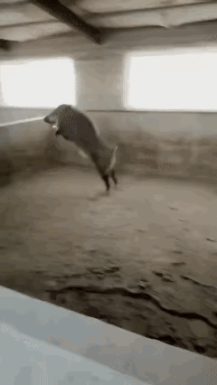 这个是真的厉害，一般的猪，不，一般的人真的模仿不了。