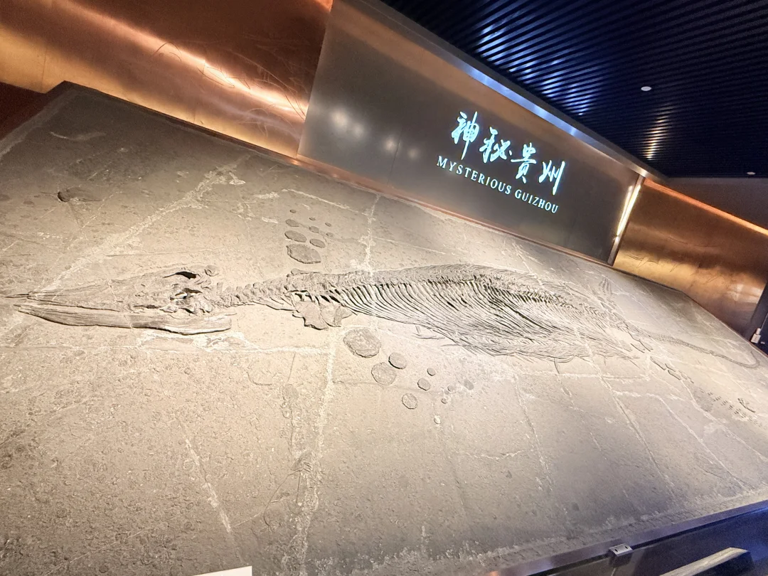 贵州地质博物馆值得来一趟