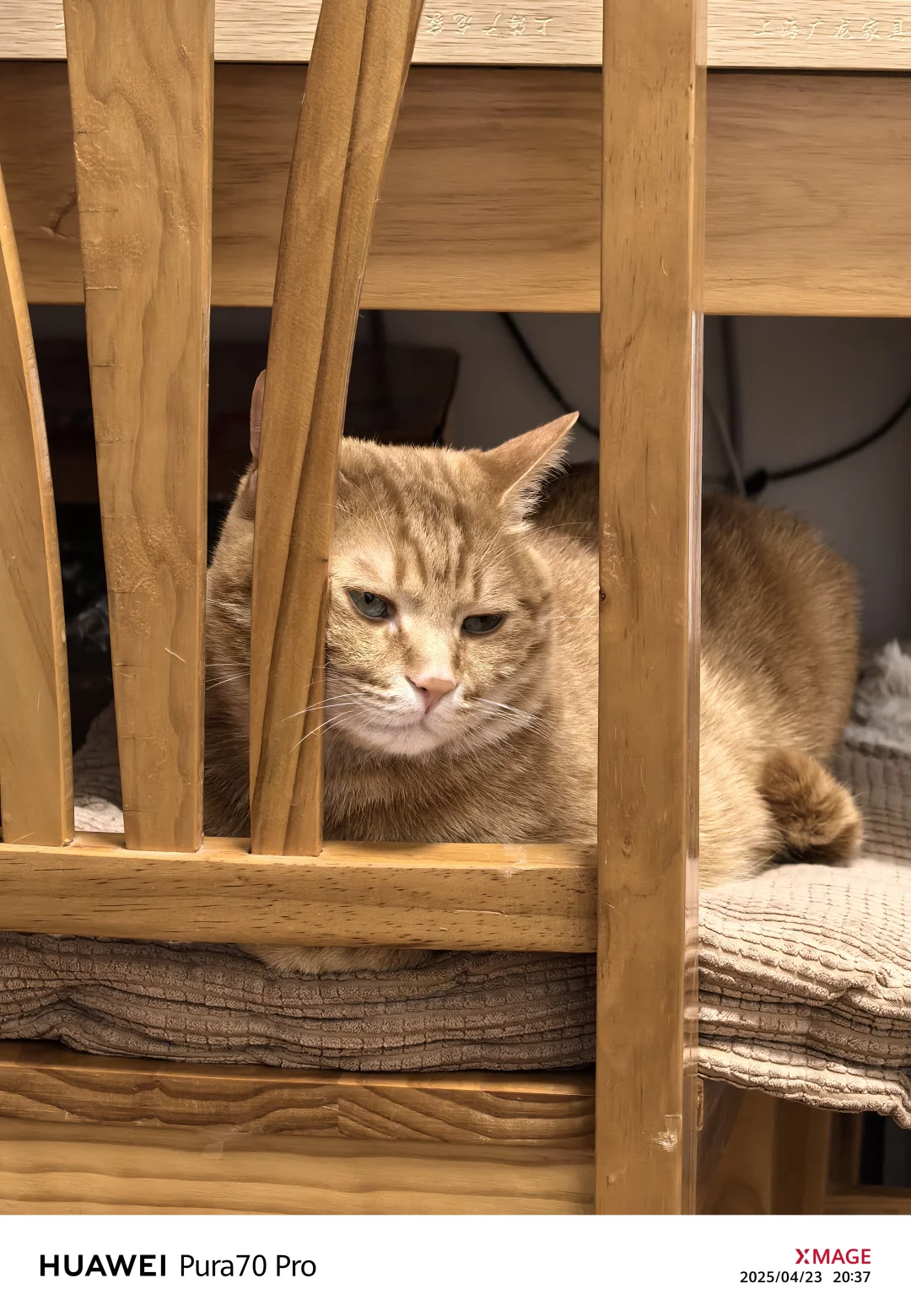 关于猫咪吐出蛔虫