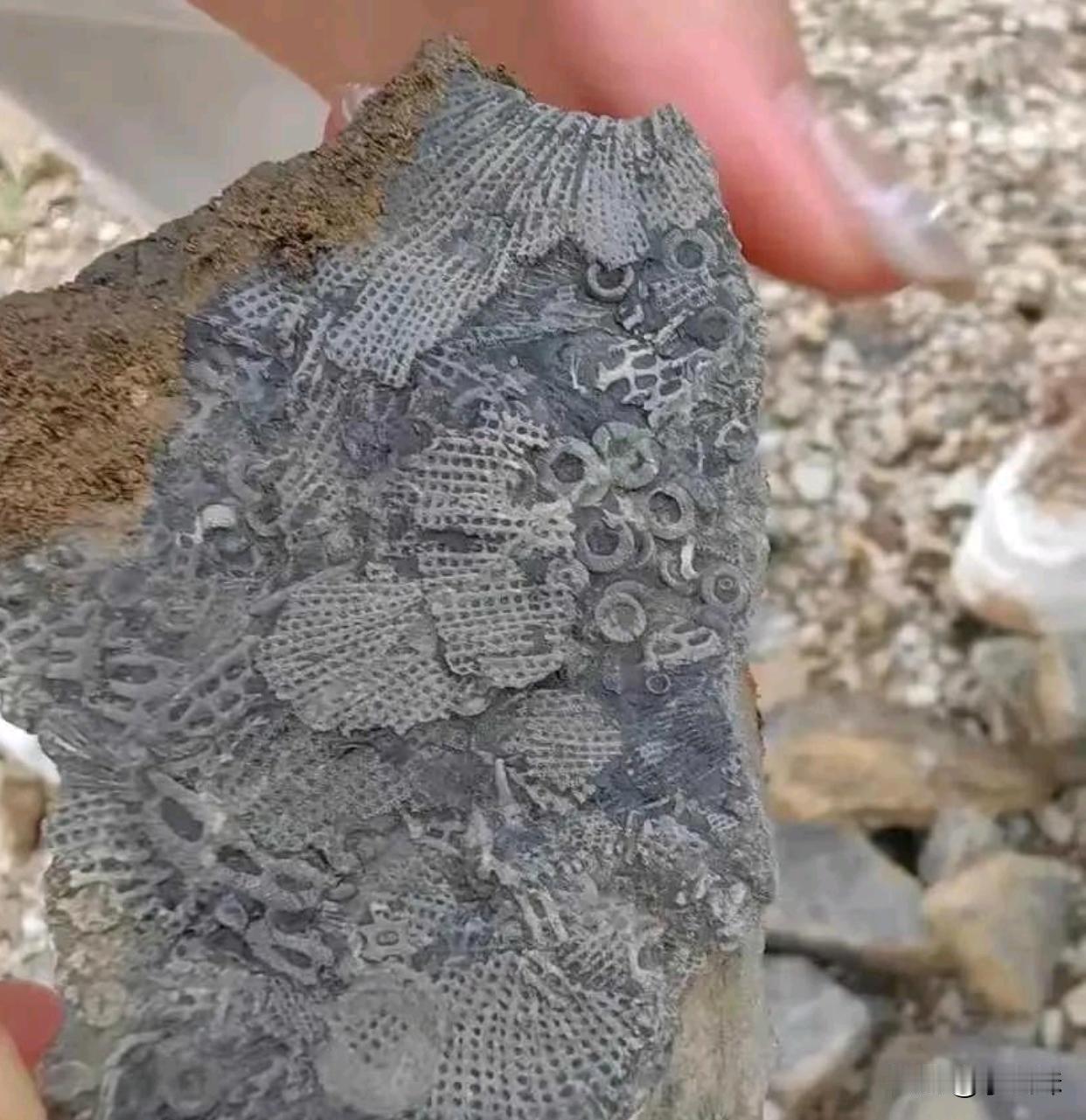 有专家吗，这是什么化石，能卖钱吗