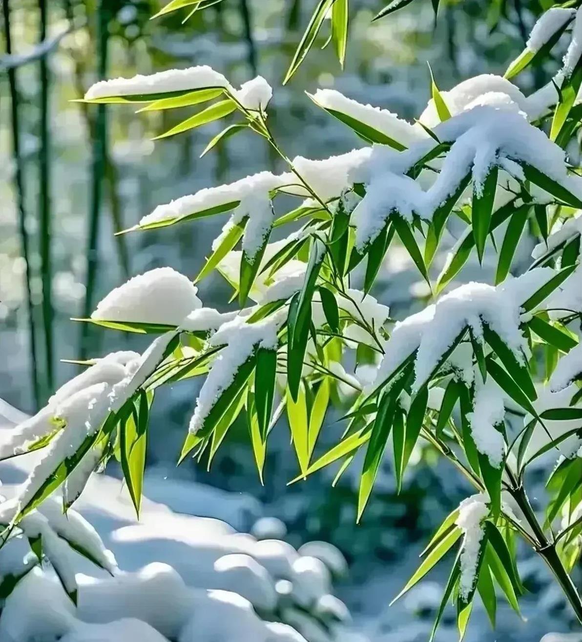 冬日生活打卡季#五律~<em>咏雪</em>[择阴上/凤回巢]（孤?星）玉