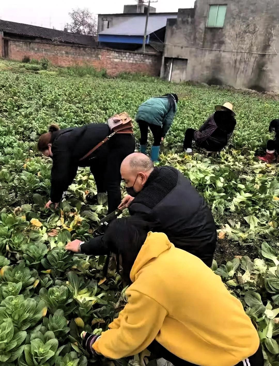 一位老父亲在儿子突然心梗去世后，面对大棚里上万斤待收的蔬菜，原本想“烂在地里算了
