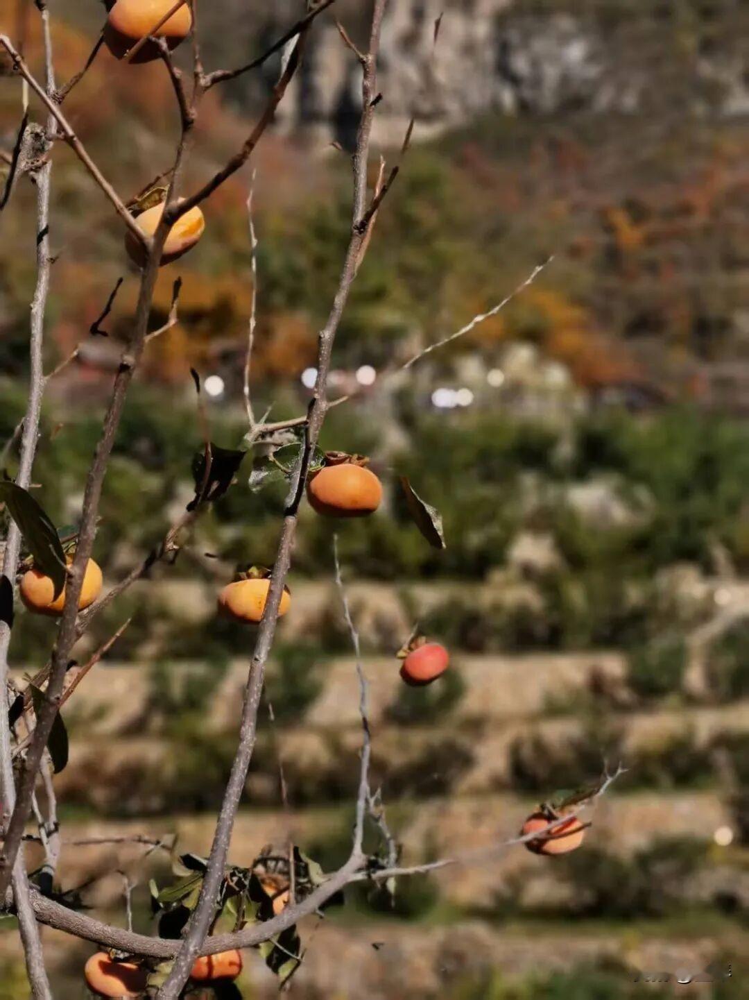 你敢信，如今的农村，再难找到壮劳力了！谁还记得，以前的农村是“一家炊烟