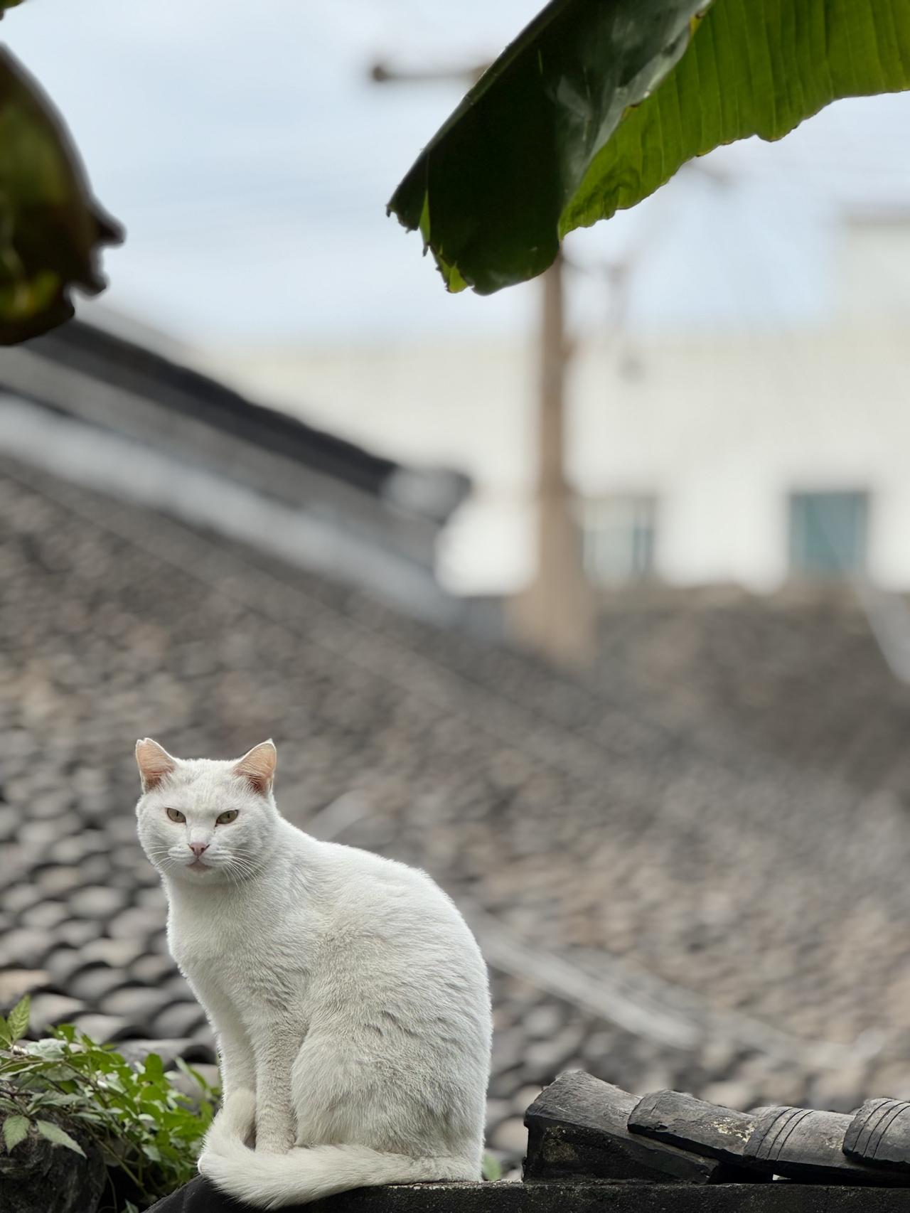手机随手拍原创图片“咪咪”