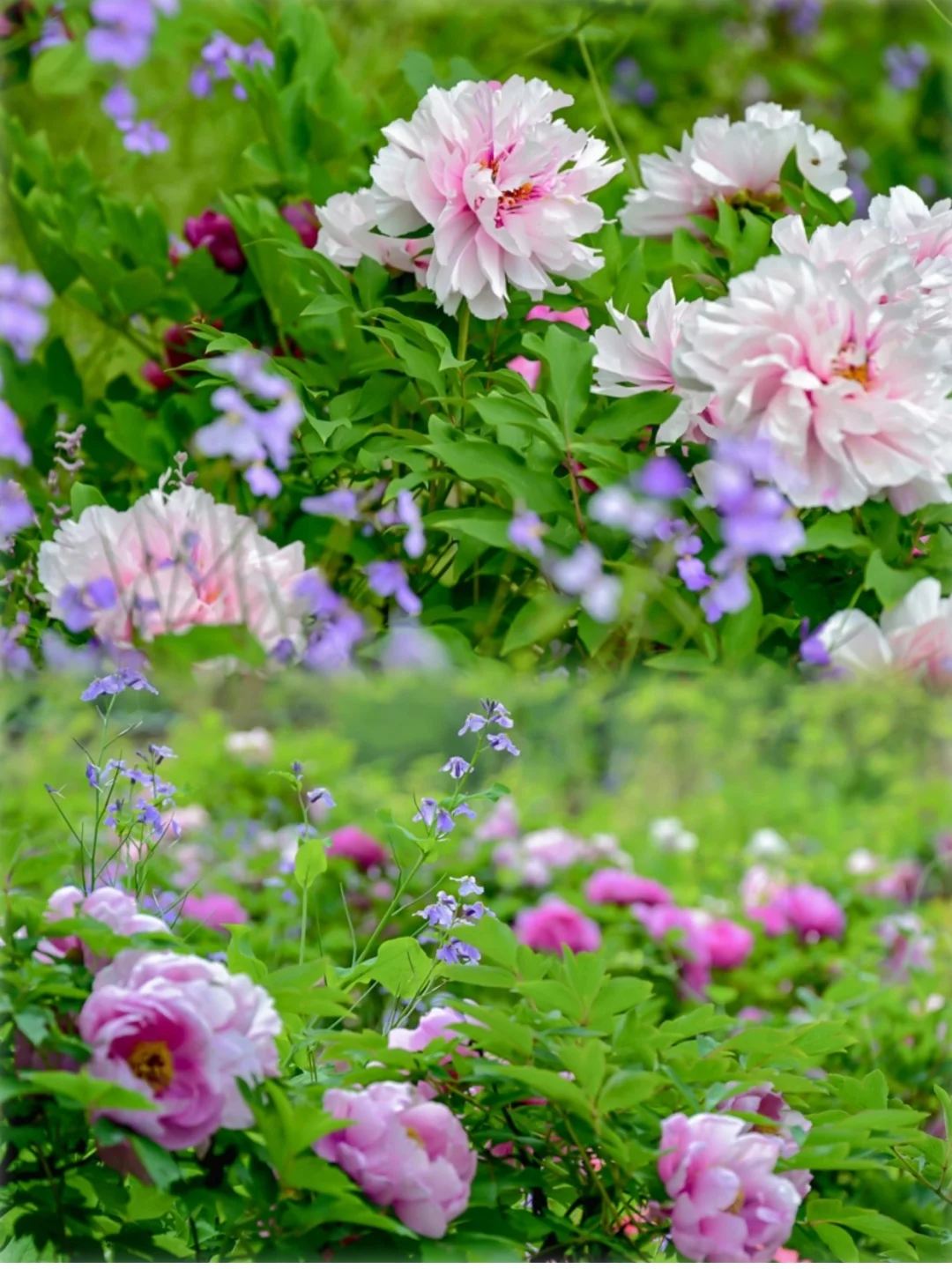 西安周边6大牡丹🌺观赏地！最近0.5h直达