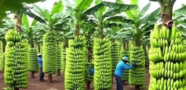 中国停止进口菲律宾香蕉之后，菲律宾香蕉协会的负责人曾公开表达过愤怒，他说：“中国