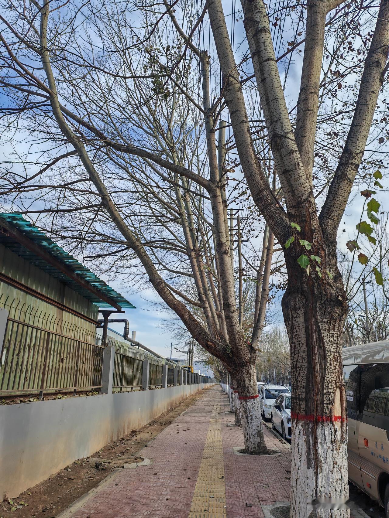 树叶都落完了，可能再过半个月我们就见不到树上的树叶了