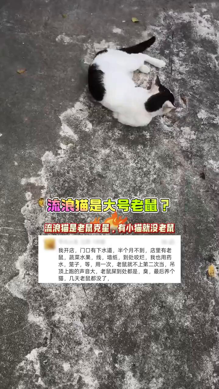 流浪猫是大号老鼠？流浪猫是老鼠克星，有小猫就没老鼠。我开店，门口有下水道，半个