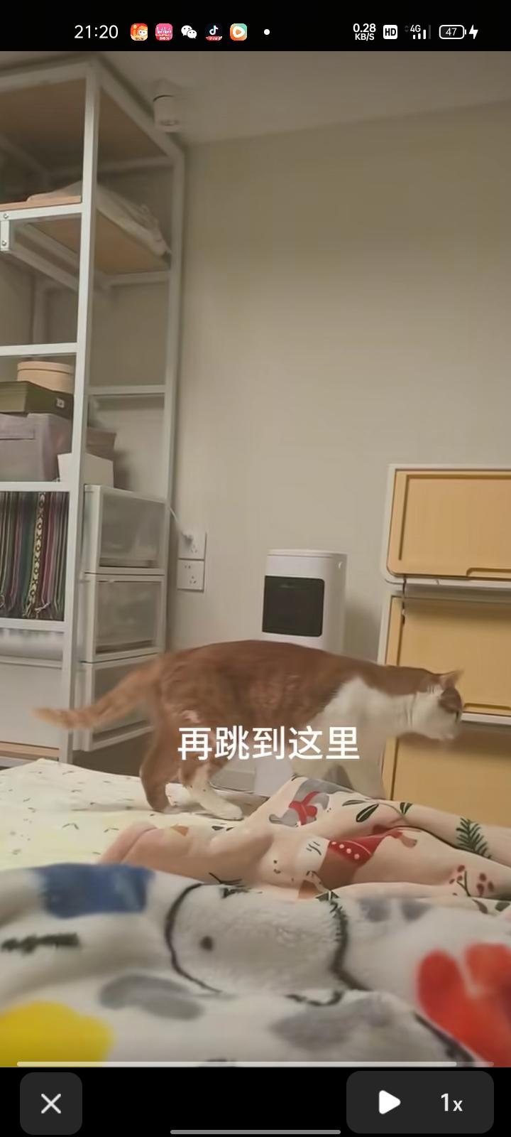 3月4日，天津。女子为了防猫藏起来做了梯子，结果猫学会爬梯子了。当事人谷女士表示