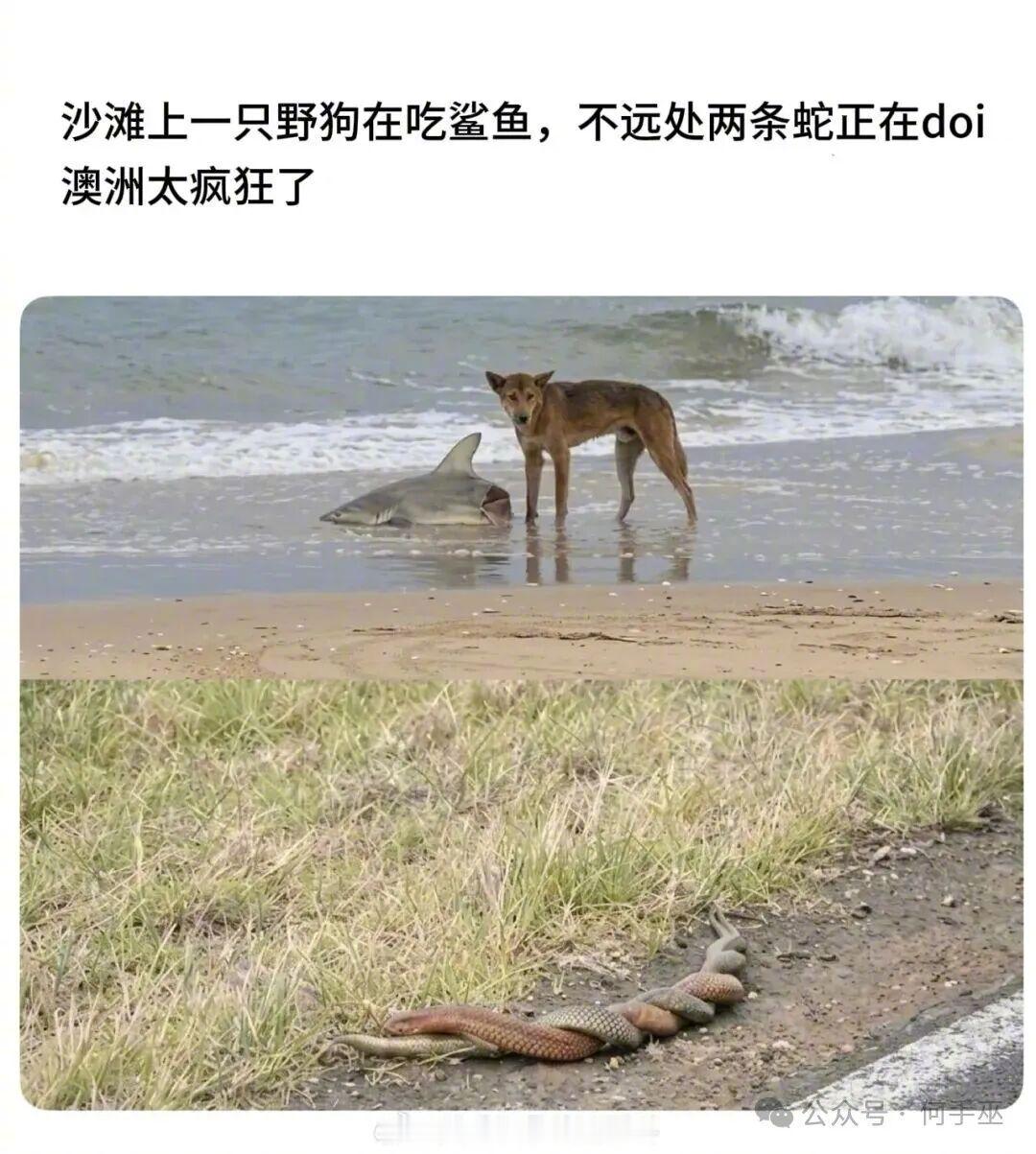 澳洲是真正的疯狂动物城​​​