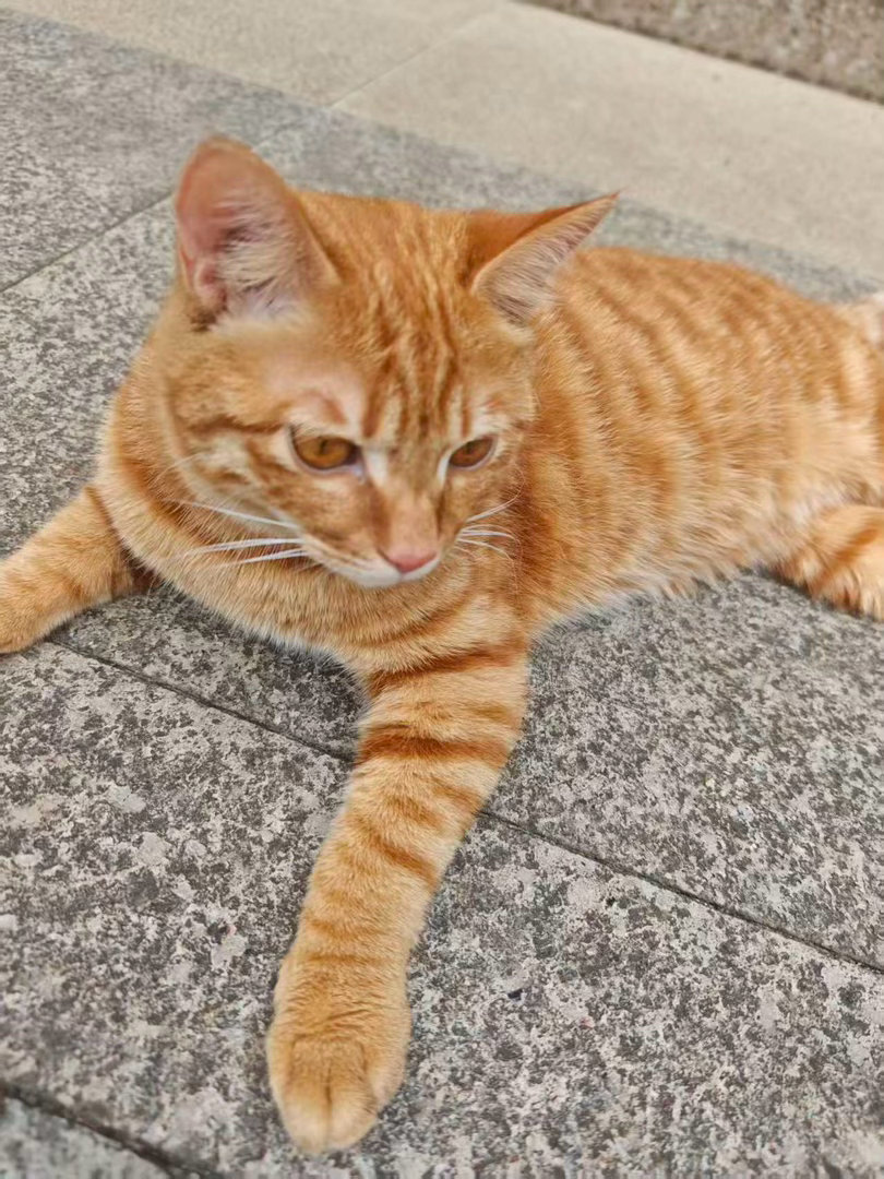 小猫咪