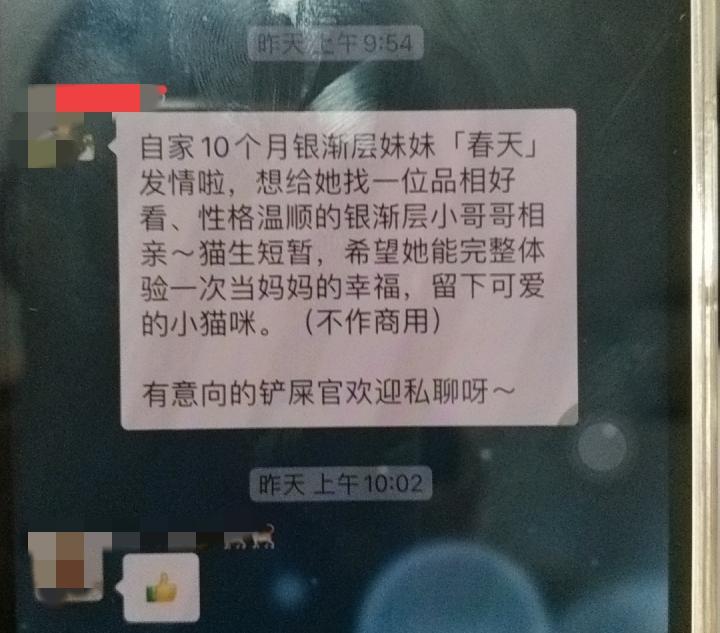 跳蚤群里有人给自家猫咪相亲，发消息说：自家10个月银渐层妹妹发情啦，想给她找一