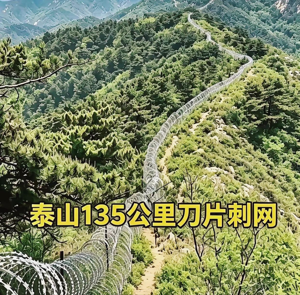 两千五百万，扔进山里听了个响。泰山景区沿山脊铺了135公里刀片刺网，密密麻麻，