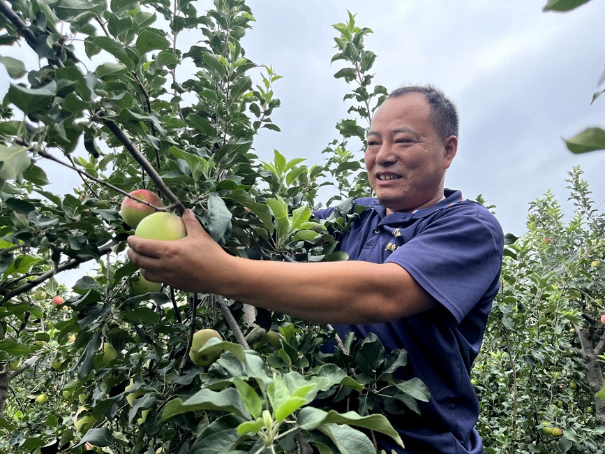 河南舞钢: 苹果产业促增收 乡村振兴结硕果